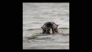 Southern Sea Otter eating Clam contents